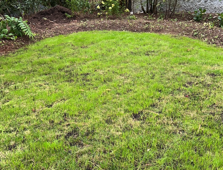 Lawn Aeration 101:No Experience Needed